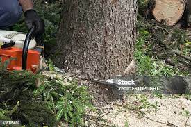 Rodney Village, DE Tree Care Company