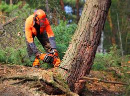 Best Storm Damage Tree Cleanup  in Rodney Village, DE