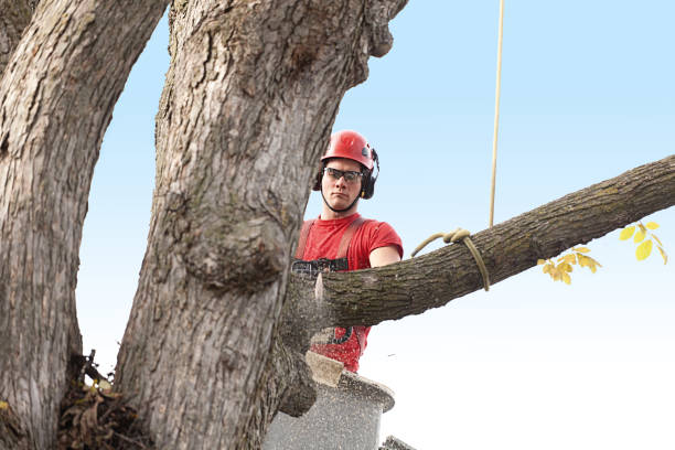 How Our Tree Care Process Works  in  Rodney Village, DE